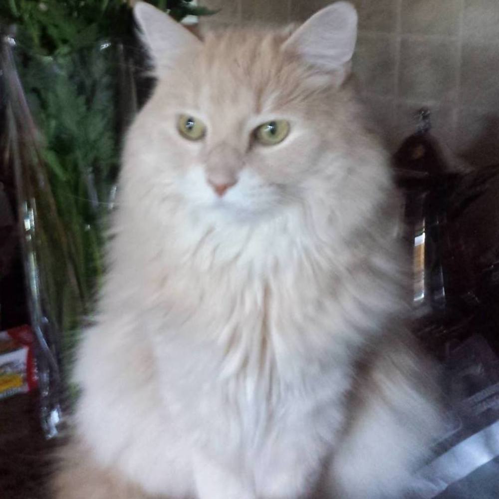 Meet your Posher, Dell